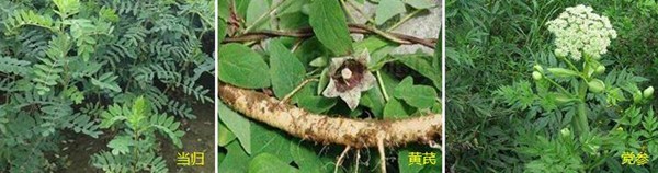 磷酸二氫鉀適用藥材 磷酸二氫鉀適用藥材