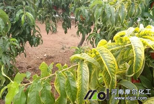 葉面肥使用時(shí)間 葉面肥使用時(shí)間